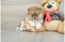 Petite Pom Purebred Puppy
