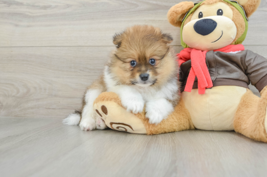 Petite Pom Purebred Puppy