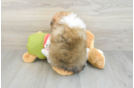 Best Pomeranian Baby