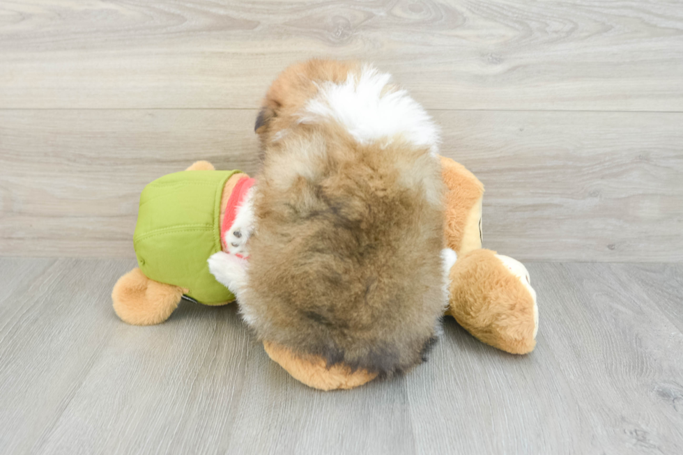 Best Pomeranian Baby