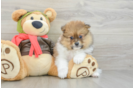 Friendly Pomeranian Purebred Pup