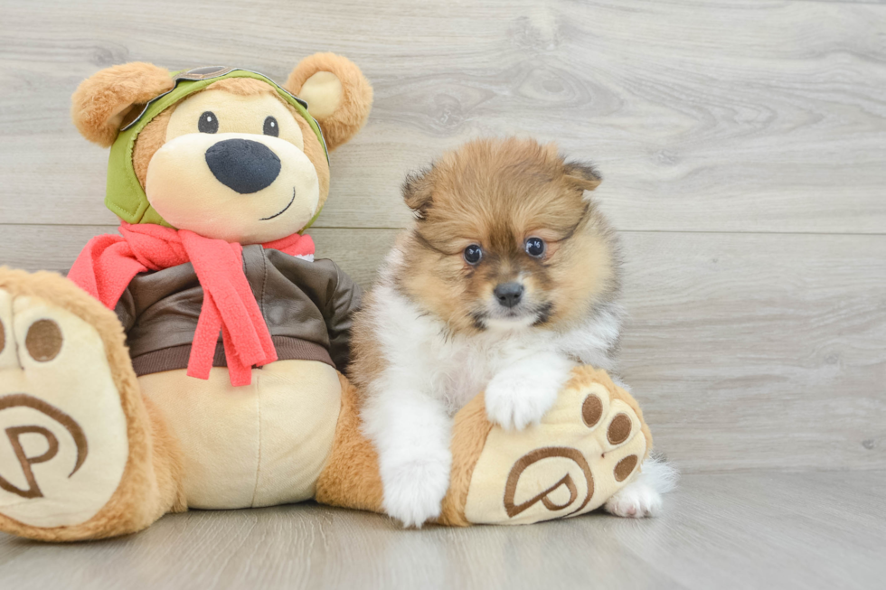 Friendly Pomeranian Purebred Pup