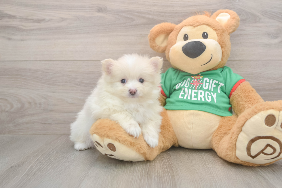 Pomeranian Pup Being Cute