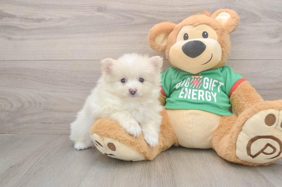 5 week old Pomeranian Puppy For Sale - Florida Fur Babies