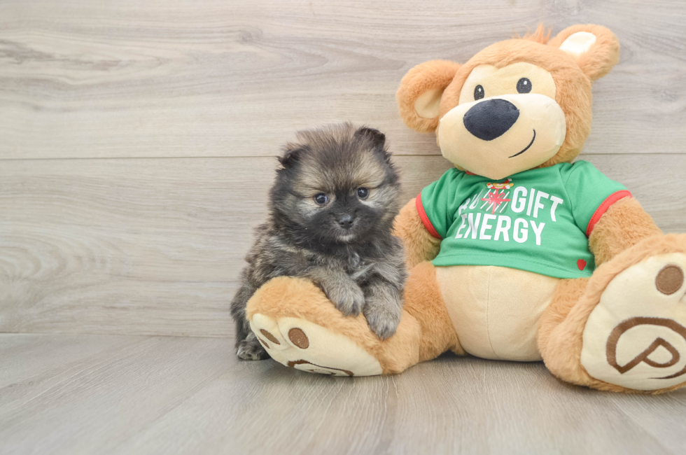5 week old Pomeranian Puppy For Sale - Florida Fur Babies