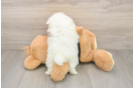 Smart Deutscher Spitz Purebred Puppy