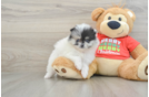 Pomeranian Puppy for Adoption