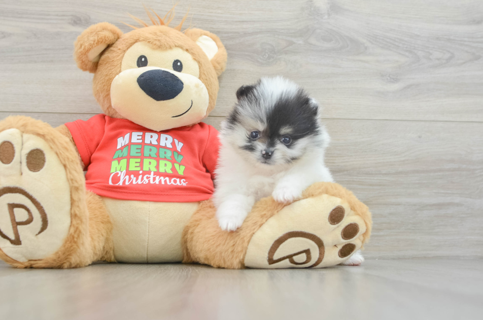 5 week old Pomeranian Puppy For Sale - Florida Fur Babies