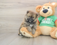 9 week old Pomeranian Puppy For Sale - Florida Fur Babies