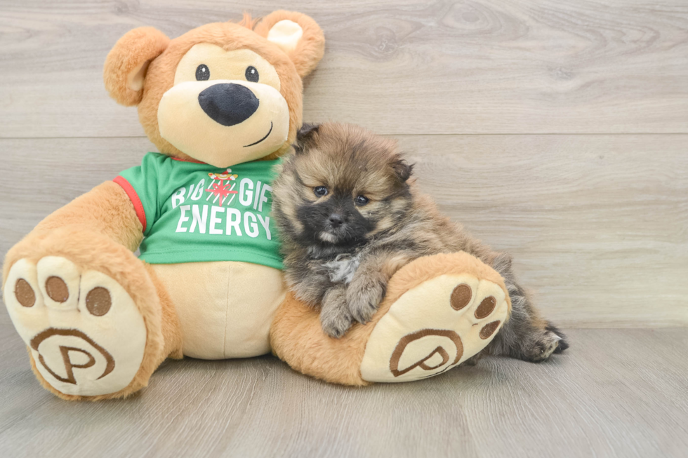 Akc Registered Pomeranian Baby