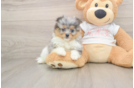 Pomeranian Puppy for Adoption