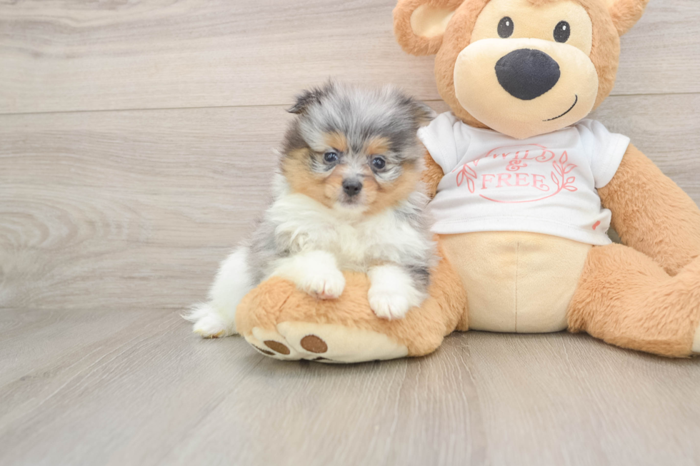 Pomeranian Puppy for Adoption