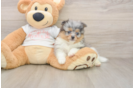 Pomeranian Pup Being Cute