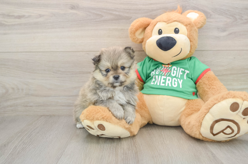 5 week old Pomeranian Puppy For Sale - Florida Fur Babies