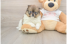 Pomeranian Pup Being Cute