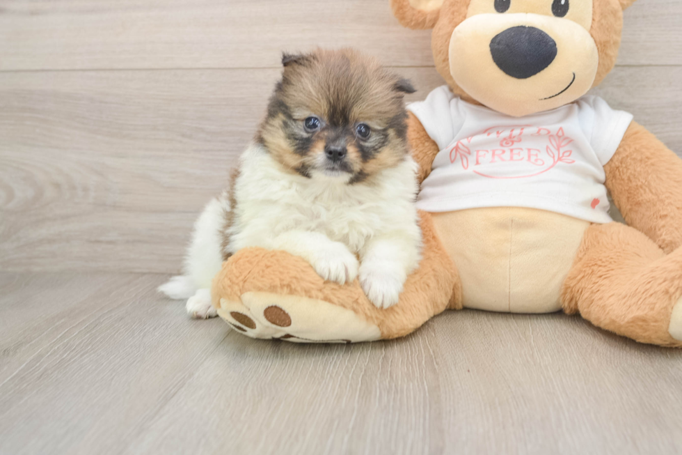 Pomeranian Pup Being Cute