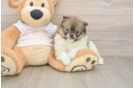 Pomeranian Pup Being Cute