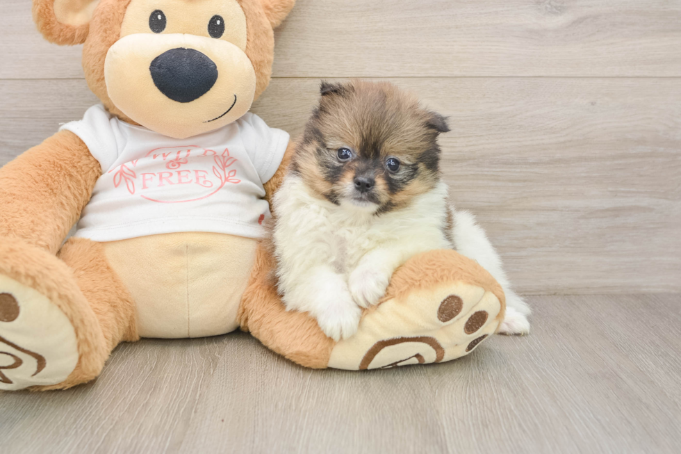 Pomeranian Pup Being Cute