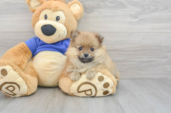 Best Pomeranian Baby