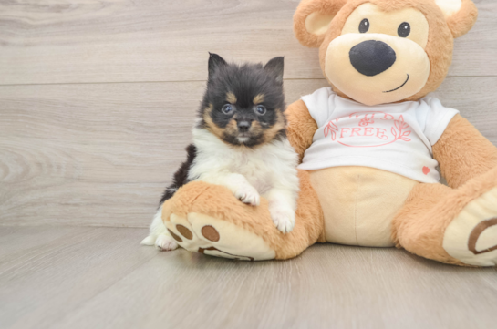 Popular Pomeranian Purebred Pup