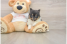 Best Pomeranian Baby