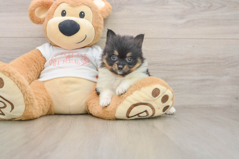 Best Pomeranian Baby