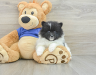 8 week old Pomeranian Puppy For Sale - Florida Fur Babies