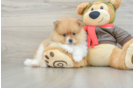Sweet Pom Purebred Puppy