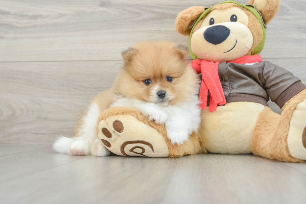 Sweet Pom Purebred Puppy