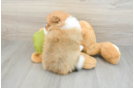 Fluffy Pom Pom Purebred Puppy