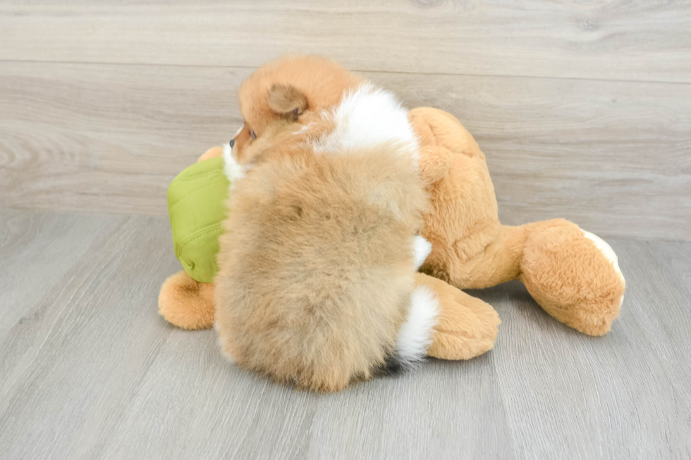 Fluffy Pom Pom Purebred Puppy