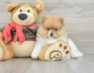 7 week old Pomeranian Puppy For Sale - Florida Fur Babies