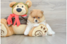 Adorable Deutscher Spitz Purebred Puppy