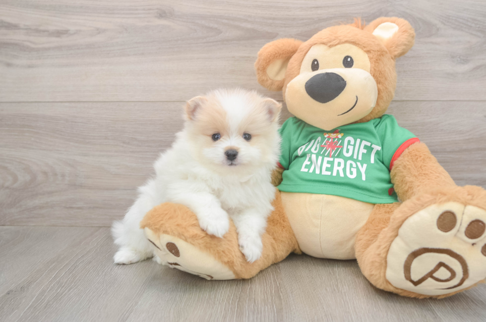 5 week old Pomeranian Puppy For Sale - Florida Fur Babies