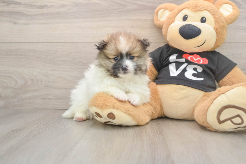 Best Pomeranian Baby