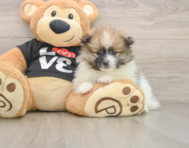 8 week old Pomeranian Puppy For Sale - Florida Fur Babies