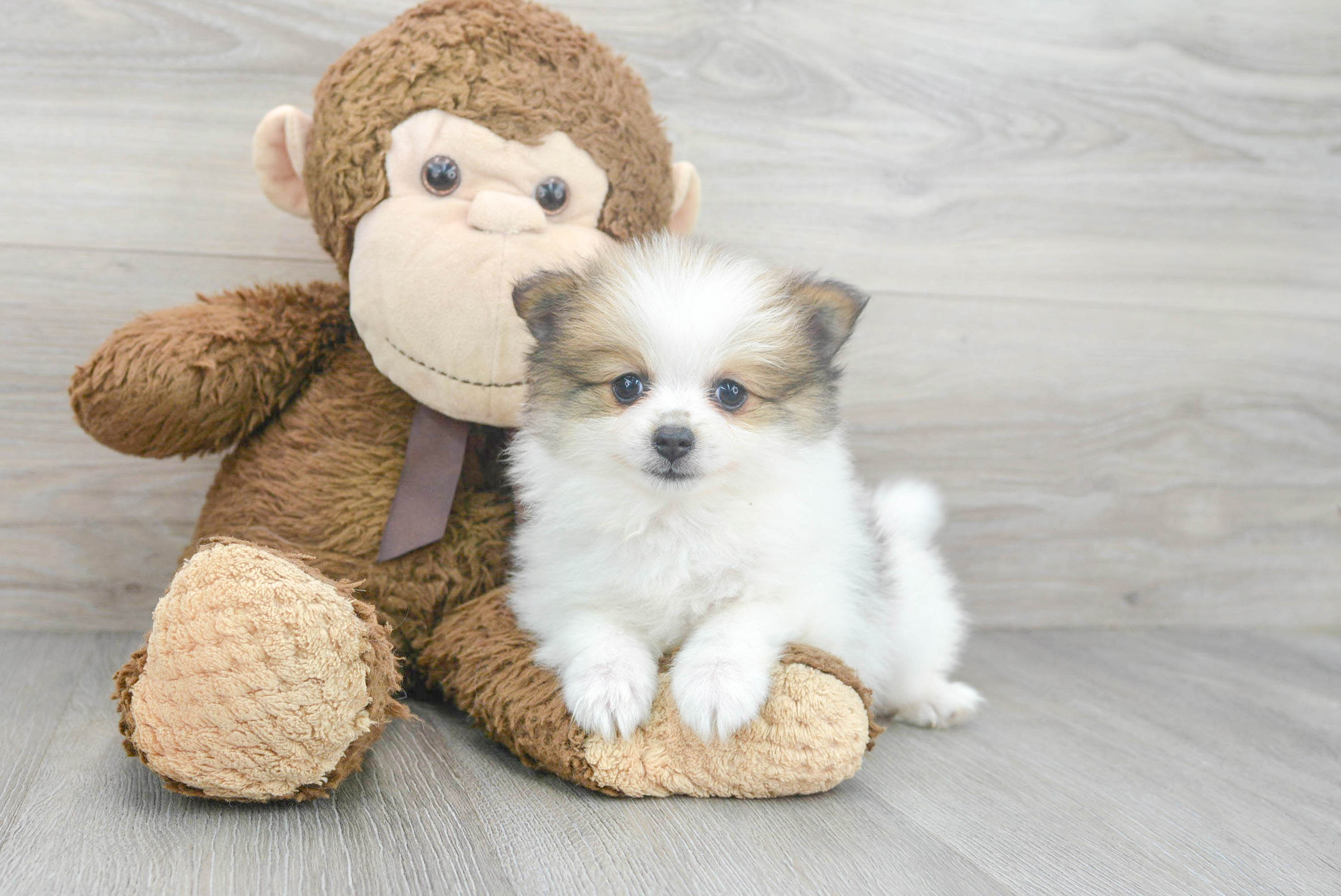 Pomeranian Puppy for Adoption