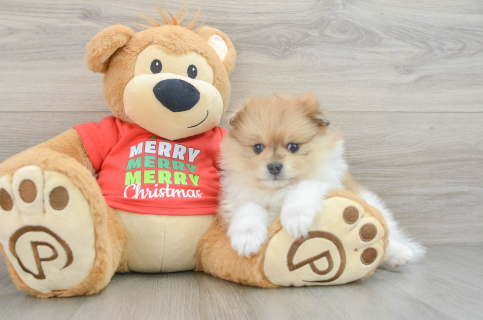 5 week old Pomeranian Puppy For Sale - Florida Fur Babies