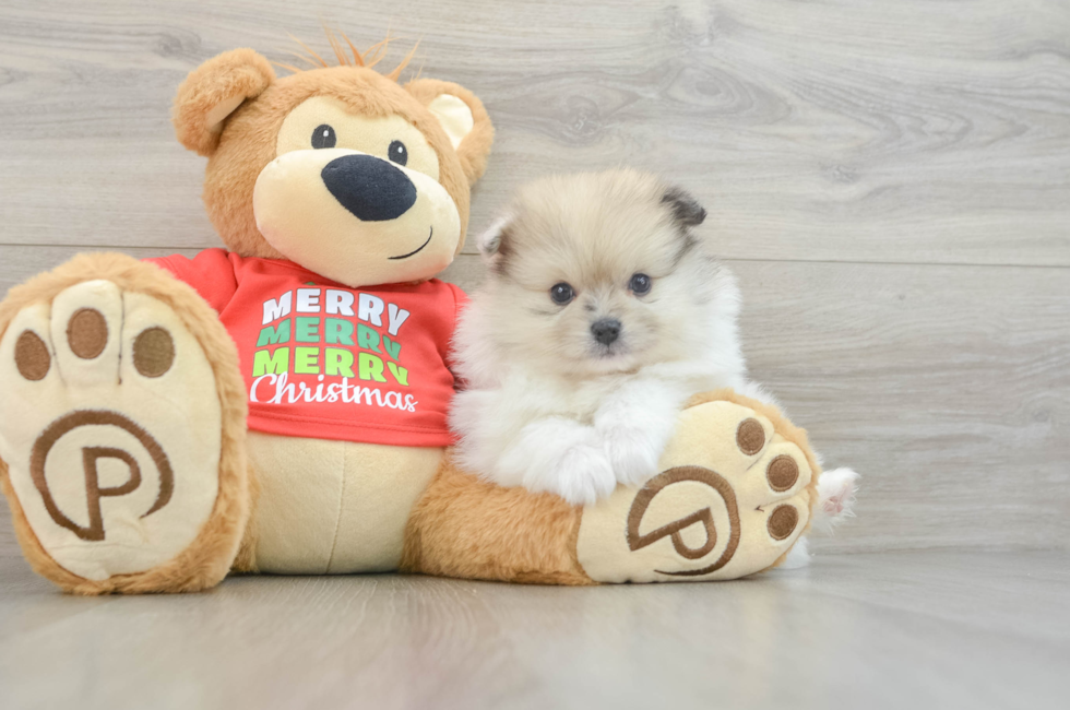 5 week old Pomeranian Puppy For Sale - Florida Fur Babies