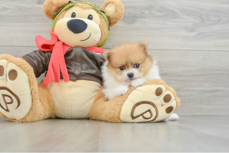 Adorable Pom Pom Purebred Puppy