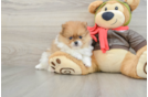 Pomeranian Pup Being Cute