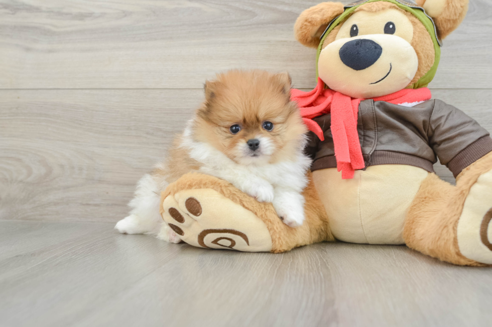 Pomeranian Pup Being Cute