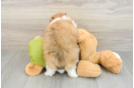 Pomeranian Pup Being Cute