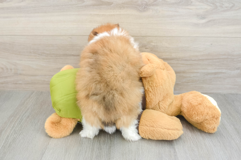 Pomeranian Pup Being Cute