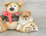 8 week old Pomeranian Puppy For Sale - Florida Fur Babies