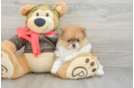 Pomeranian Puppy for Adoption