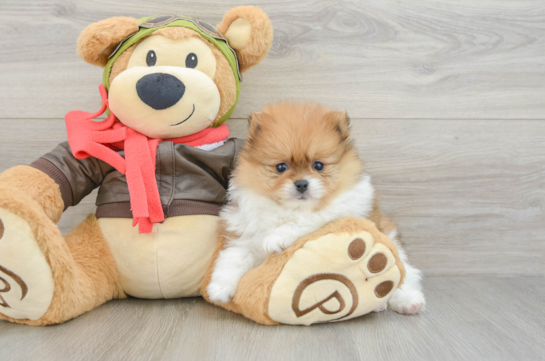 Pomeranian Puppy for Adoption
