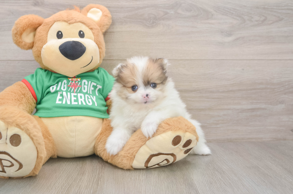 5 week old Pomeranian Puppy For Sale - Florida Fur Babies