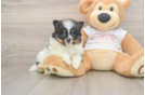 Playful Pomeranian Purebred Pup