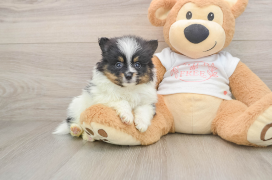 Playful Pomeranian Purebred Pup